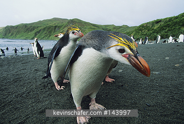 ROYAL PENGUINS: Royal Penguin, (Eudyptes schlegeli), endemic, Macquarie Island, Australia.