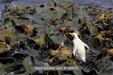 PENGUINS, YELLOW-EYED: Yellow-eyed Penguin (Megadyptes antipodes) Leucistic adult, Enderby Island, Auckland Island, New Zealand.