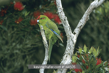 PARAKEET, RED-CROWNED: (Cyanoramphus novaezelandiae) Enderby Island, Auckland Island, New Zealand.