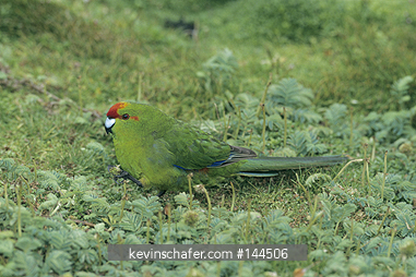 PARAKEET, RED-CROWNED: (Cyanoramphus novaezelandiae) Enderby Island, Auckland Islands, New Zealand.