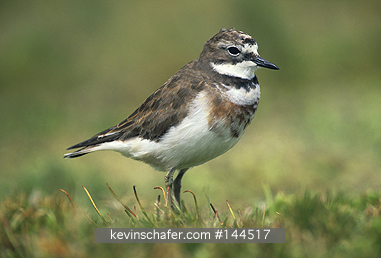 DOTTEREL, BANDED: (Charadrius bicinctus)  New Zealand, Auckland Islands, Enderby Island, Portrait of a banded dotterel.