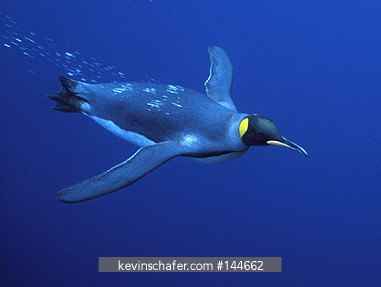 PENGUINS, KING: (Aptenodytes patagonicus)  Sub-Antarctic Australia, Macquarie Island, King penguin swimming underwater.