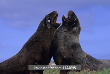 SEA LION, NEW ZEALAND: (Phoarctos hookeri) males sparring, Enderby Island, New Zealand.
