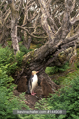 PENGUIN, YELLOW-EYED: (Megadyptes anipodes) with chick, Rata Forest, Enderby Island, New Zealand.