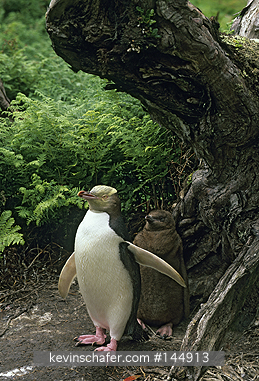 PENGUIN, YELLOW-EYED: (Megadyptes antipodes)  New Zealand, Enderby Island, Rata Forest, Yellow-eyed penguin with chick behind her.