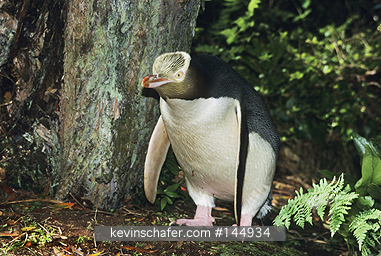 PENGUINS, YELLOW EYED: Yellow-eyed Penguin (Megadyptes antipodes) , Enderby Island, Auckland Islands, New Zealand  ENDANGERED