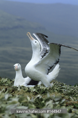 ALBATROSS, ROYAL: (Diomedea epomophora) 