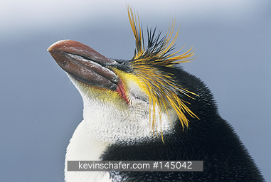 ROYAL PENGUINS: Royal Penguin, (Eudyptes schlegeli), portrait sleeping, Macquarie Island, sub-Antarctic Australia.