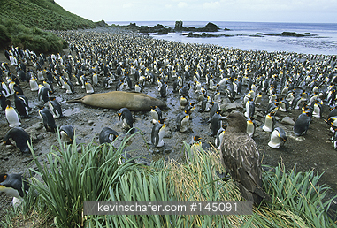 PENGUIN, KING: (Aptenodytes patagonica)  sub-Antarctic Australia, Macquarie Island, (World Heritage Site) Skua sits in the foreground watching a colony of king penguins.