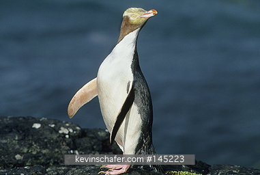 PENGUINS, YELLOW EYED: Yellow-eyed Penguin (Megadyptes antipodes) , Enderby Island, Auckland Islands, New Zealand  ENDANGERED