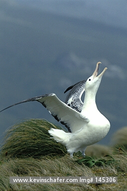 ALBATROSS, ROYAL: (Diomedea epomophora)  New Zealand, Campbell Island, Royal albatross 'gamming', a courtship behavior.