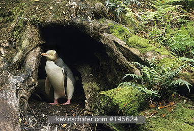 PENGUINS, YELLOW EYED: Yellow-eyed Penguin (Megadyptes antipodes) At nest hole entrance, Enderby Island, Auckland Islands, New Zealand  ENDANGERED