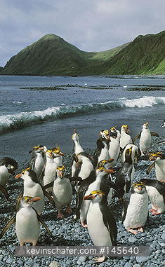 ROYAL PENGUIN: Royal Penguins, (Eudyptes schlegeli), endemic, Macquarie Island, sub-Antarctic Australia.