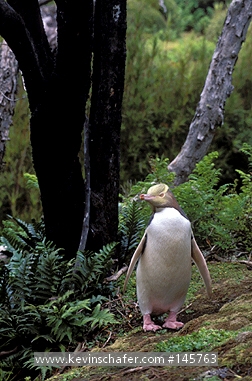 PENGUINS, YELLOW-EYED: (Megadyptes antipodes)  New Zealand, Auckland Island, Enderby Island, Portrait of a yellow-eyed penguin in the forest.