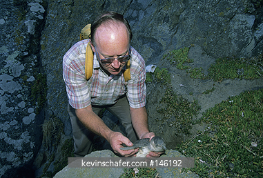 PENGUIN, WHITE-FLIPPERED: (Eudyptula albosignata) with biologist, Chris Challies, Banks Pen., New Zealand