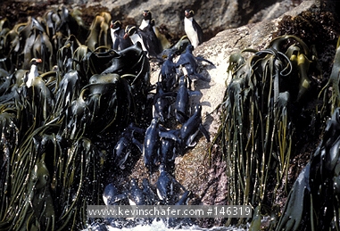PENGUIN, SNARES CRESTED: (Eudyptes robustus)  New Zealand sub-Antarctic, Snares Island, Snares crested penguins are endemic to the island.