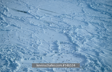 SEAL, HARP: (Phoca groenlandica) Aerial of whelping, early March, Magdalen Island, Quebec, Eastern Canada.