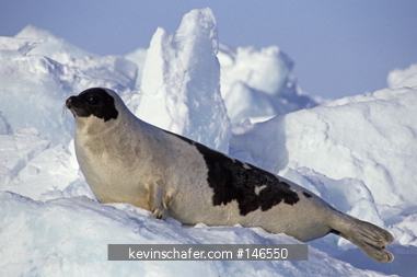 SEAL, HARP: (Phoca groenlandica) male, Magdalen Island, Quebec, Eastern Canada.