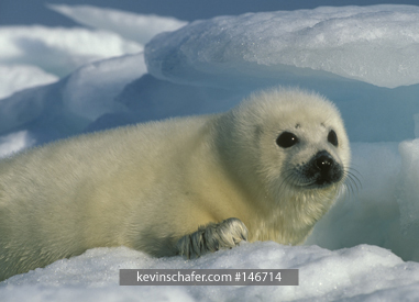 SEAL, HARP PUP: (Phoca groenlandica) early March, Magdalen Island, Quebec, Eastern Canada.