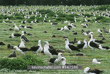 ALBATROSS, LAYSAN: (Diomedea immutabilis)  USA, NW Hawaiian Islands, Midway Atoll, Colony of Laysan albatrosses nesting.