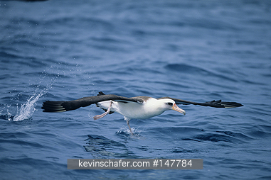 ALBATROSS, LAYSAN: Laysan Albatross, (Diomedea immutabilis) taking off, Midway Atoll, NW Hawaiian Islands.