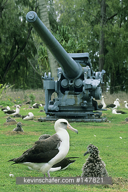 ALBATROSS, LAYSAN: Laysan Albatross, (Diomedea immutabilis) nesting with naval gun, Midway Atoll, NW Hawaiian Islands.