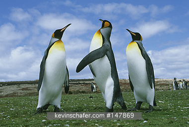 PENGUIN, KING: (Aptenodytes patagonicus)  Falkland Islands, Volunteer Point, Three king penguins arguing.