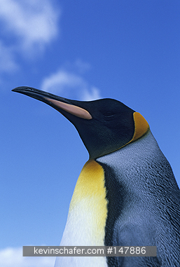 PENGUIN, KING: (Aptenodytes patagonicus)  Falkland Islands, Volunteer Point, Portrait of a king penguin.