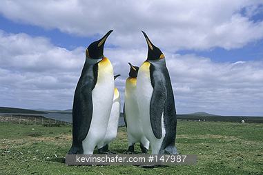 PENGUIN, KING: (Aptenodytes patagonicus)  Falkland Islands, Volunteer Point, Colony of king penguins.