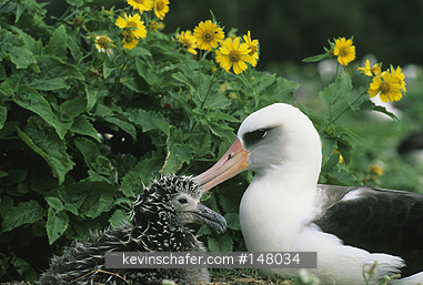 ALBATROSS, LAYSAN: (Diomedea immutabilis)  USA, NW Hawaiian Islands, Midway Atoll, Adult with chick.