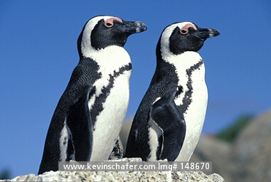 PENGUIN, AFRICAN: (Spheniscus demersus) South Africa, Cape Peninsula, Portrait of two mated African penguins in the wild. The African penguin is also known as the jackass penguin or black-footed penguin.

