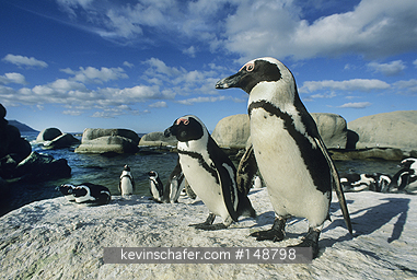 AFRICAN PENGUINS: (Spheniscus demersus) South Africa, Cape Peninsula, Group of African penguins on rocks, also known as the black-footed or jackass penguin.