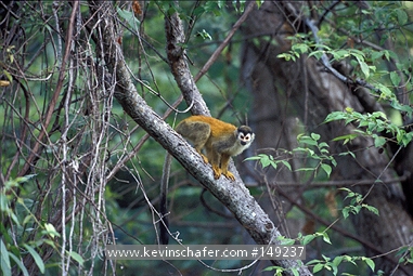 MONKEY, CENTRAL AMERICAN SQUIRREL: (Saimiri oerstedii)  Costa Rica, Manuel Antonio National Park, The endangered Central American squirrel monkey in tree, also known as Red-Backed.