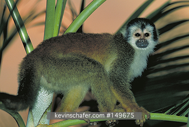 MONKEY, CENTRAL AMERICAN SQUIRREL: (Saimiri oerstedii) 
Costa Rica,  Manuel Antonio National Park, Endangered Central American squirrel monkey in tree, also known as Red-Backed.