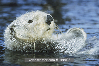 OTTER, SEA: (Enhydra lutris) USA, North Pacific Coast, Portrait of a captive sea otter.