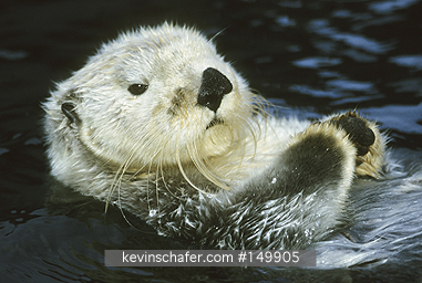 OTTER, SEA: (Enhydra lutris) USA, North Pacific Coast, Portrait of a captive sea otter.