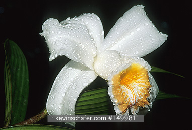 ORCHID: (Sobralia leucoxantha)  Costa Rica, Braulio Carillo National Park.