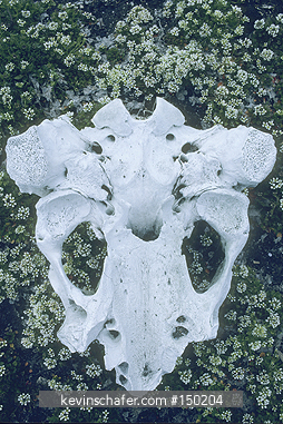 ALASKA: St. Lawrence Island, Kialegak Pt., Walrus bones in Inuit midden.
