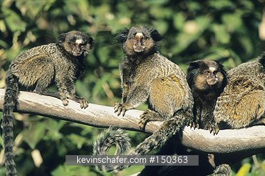 MARMOSET, BLACK TUFTED-EAR: (Callithrix penicillata) Brazil, Minas Gerais, Serra do Cipo National Park, Group of wild black-tufted ear marmosets.