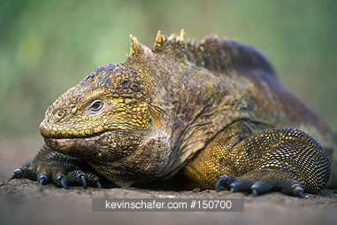 IGUANA, GALAPAGOS: (Conolophus subristatus) Isabela Island, Galapagos, Ecuador.