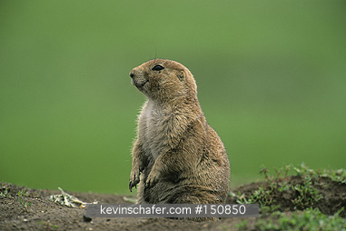 PRAIRIE DOG: (Cynomys ludovicianus) Black-tailed, by burrow entrance, Custer State National Park, South Dakota.