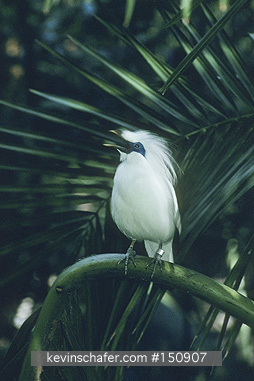 MYNA, BALI: (Leucopsar rothschildii) Rothchild\\\'s, in bush or tree, Bali.  CAPTIVE