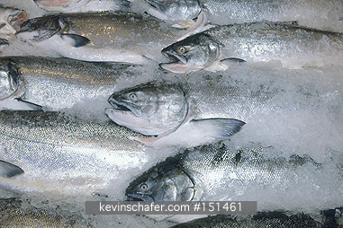 WASHINGTON STATE: USA, Washington State, Seattle, Fresh salmon on ice for sale in Pike Place Market.