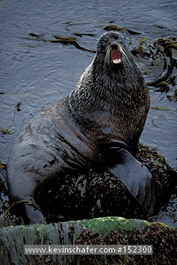 SEAL, NORTHERN FUR: (Callorhinus ursinus)  USA, Alaska, Pribilof Islands, St. paul island, Bull seal calling.