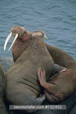 WALRUS, PACIFIC: (Odobenus rosmarus) USA, SW Alaska, Bering Sea, Round Island Sanctuary, Two male Pacific walruses sparring.