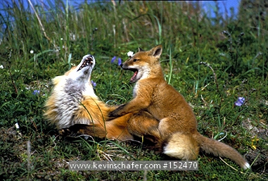 FOX: (Vulpes vulpes) Red Fox, mother and kit, Round Island Sanctuary, Southwest Alaska.