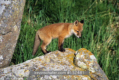 FOX, RED: (Vulpes vulpes)  USA, SW Alaska, Round Island Sanctuary, Young red fox kit exploring.