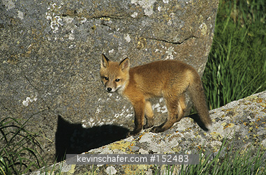 FOX, RED: (Vulpes vulpes)  USA, SW Alaska, Round Island Sanctuary, Young fox kit explores.