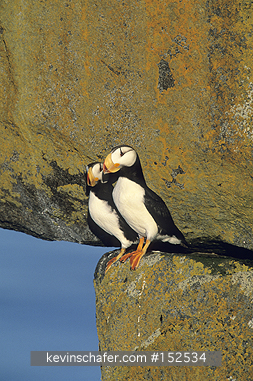 PUFFIN, HORNED: (Fratercula corniculata) USA, Alaska, Bering Sea, Round Island Sanctuary, Portrait of two horned puffins.