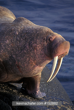 WALRUS, PACIFIC: (Odobenus rosmarus) male, Round Island Sanctuary, Southwest Alaska.
